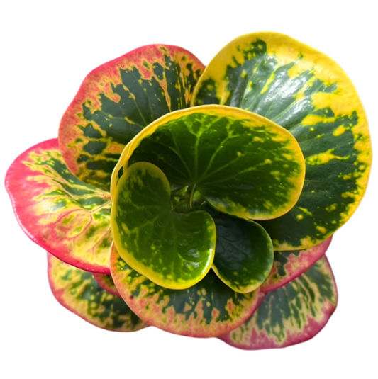 Croton - Munthana