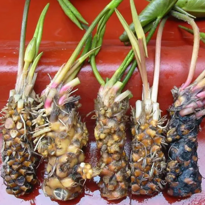 Rare water lily from Thailand for retail and wholesale