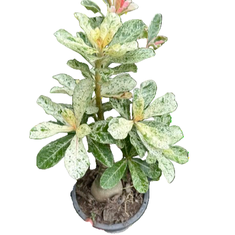 variegated desert rose for sale