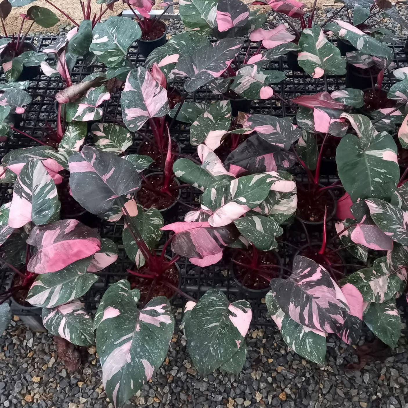 Philodendron Pink Princess Galaxy grown in Thai nursery