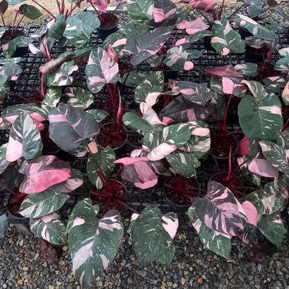 Philodendron Pink Princess Galaxy grown in Thai nursery