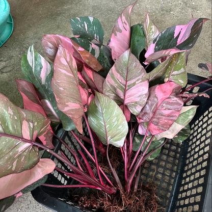 Philodendron Pink Princess Galaxy Packing for shipping