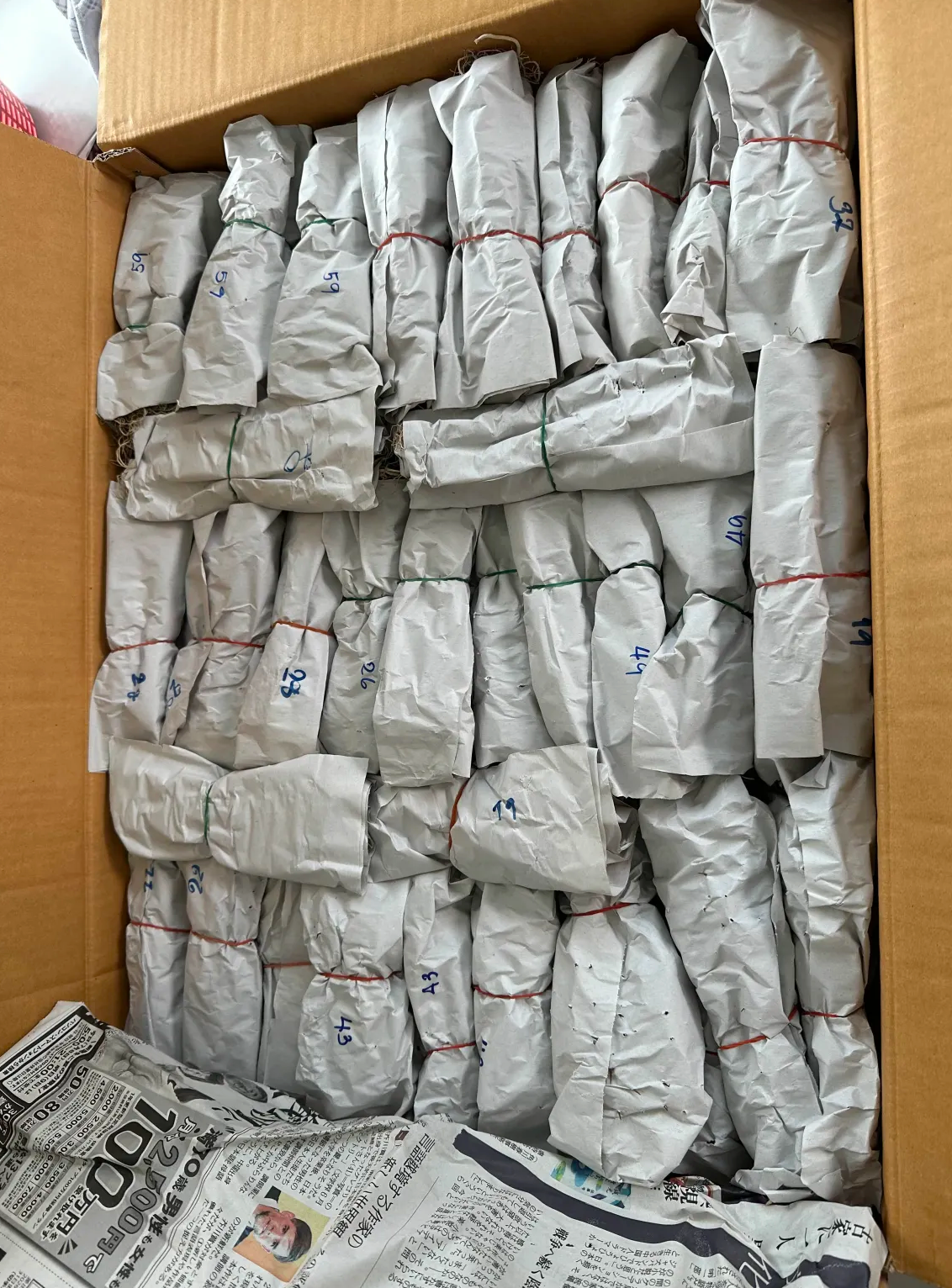 Euphorbia milii bulk order 100 plants