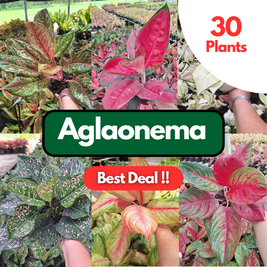 30 Aglaonema Plants | Best Value !! | Choose any 30 varieties you want