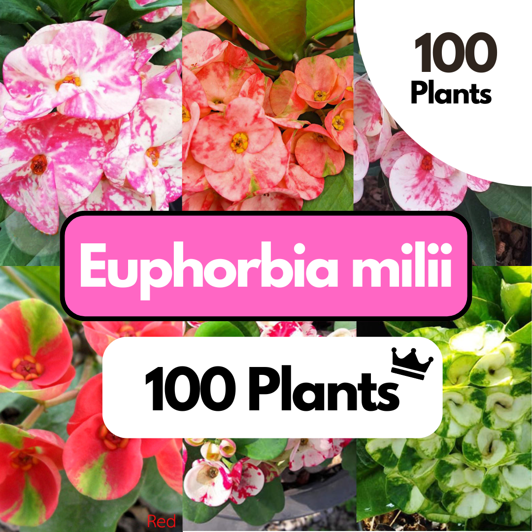 Euphorbia milii (Crown of Thorns) Wholesale | 100 Plants Set