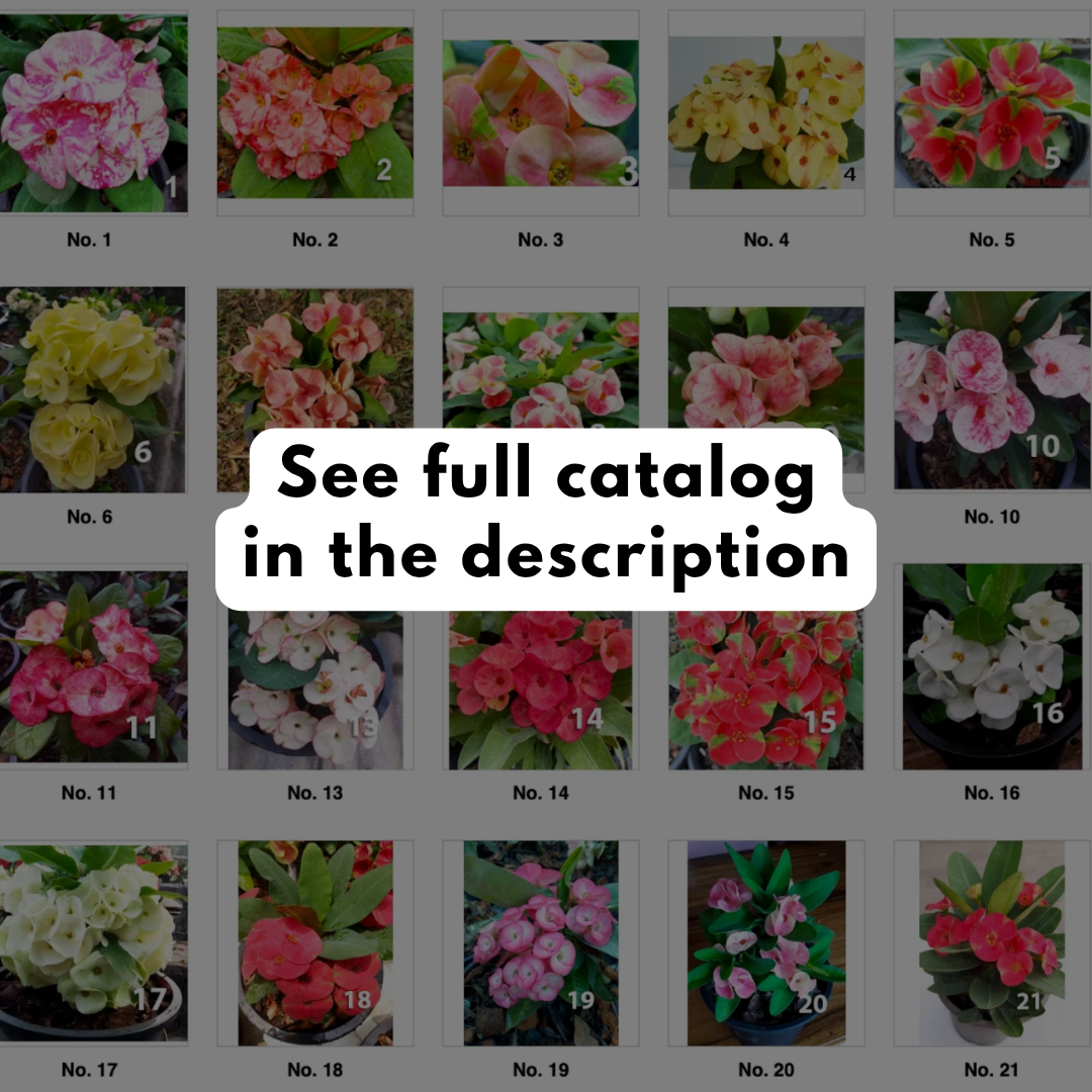 Crown of Thorns Standard Flower Set