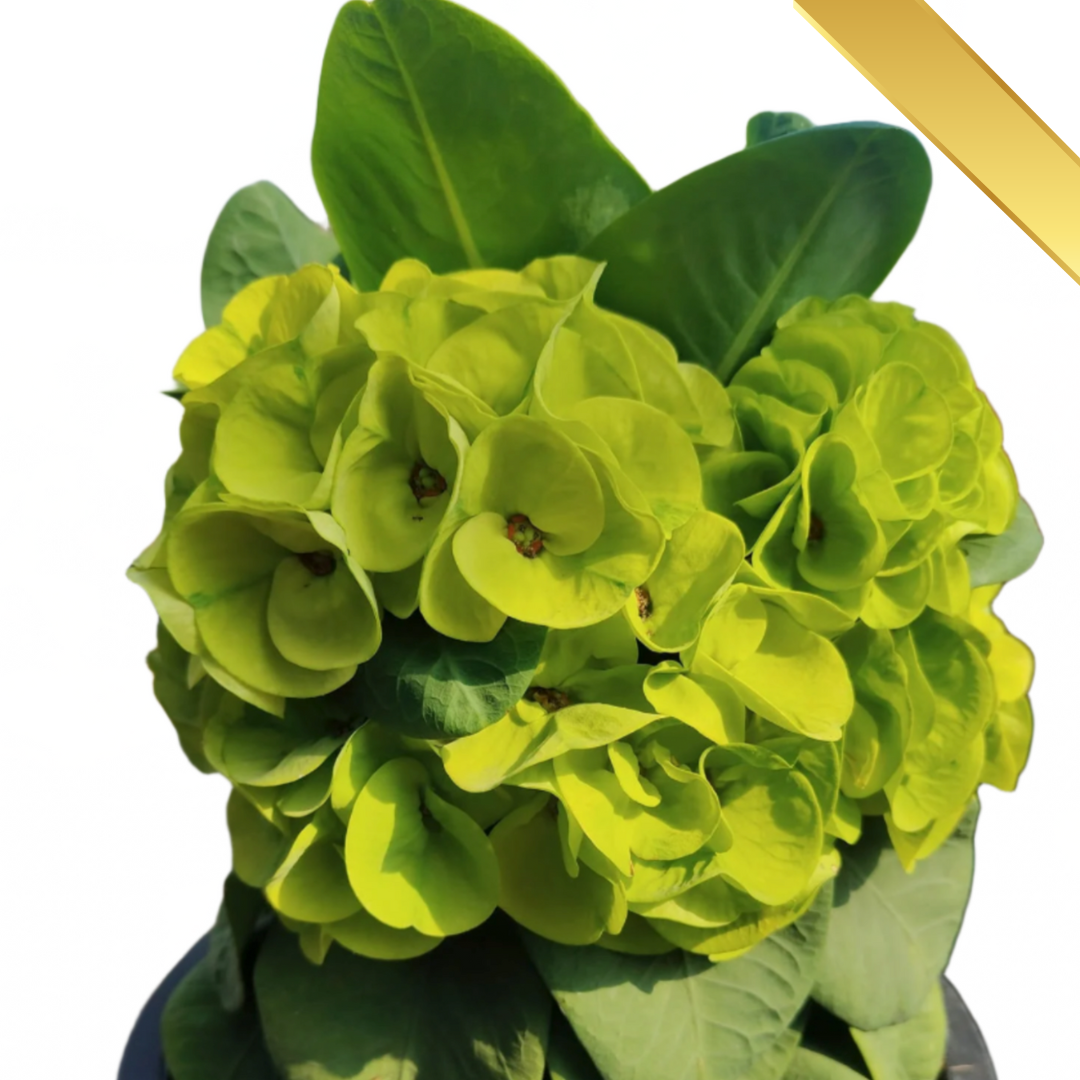 Euphorbia milii - Premium Flowers - Jade Pad Riew