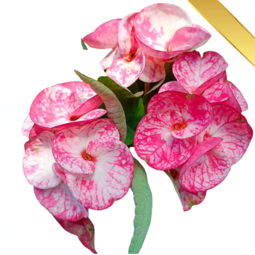 Phuket Sweet Premium Crown of Thorns (Pack of 3)