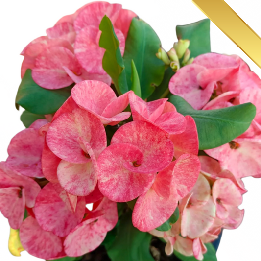 Euphorbia milii - Premium Flowers - Chiang Dao