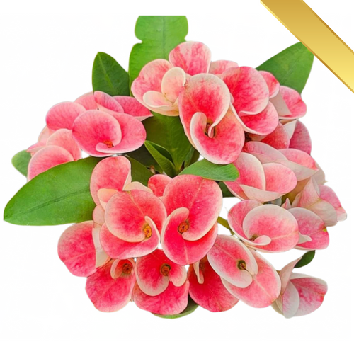 One In My Heart Premium Crown of Thorns (Pack of 3)
