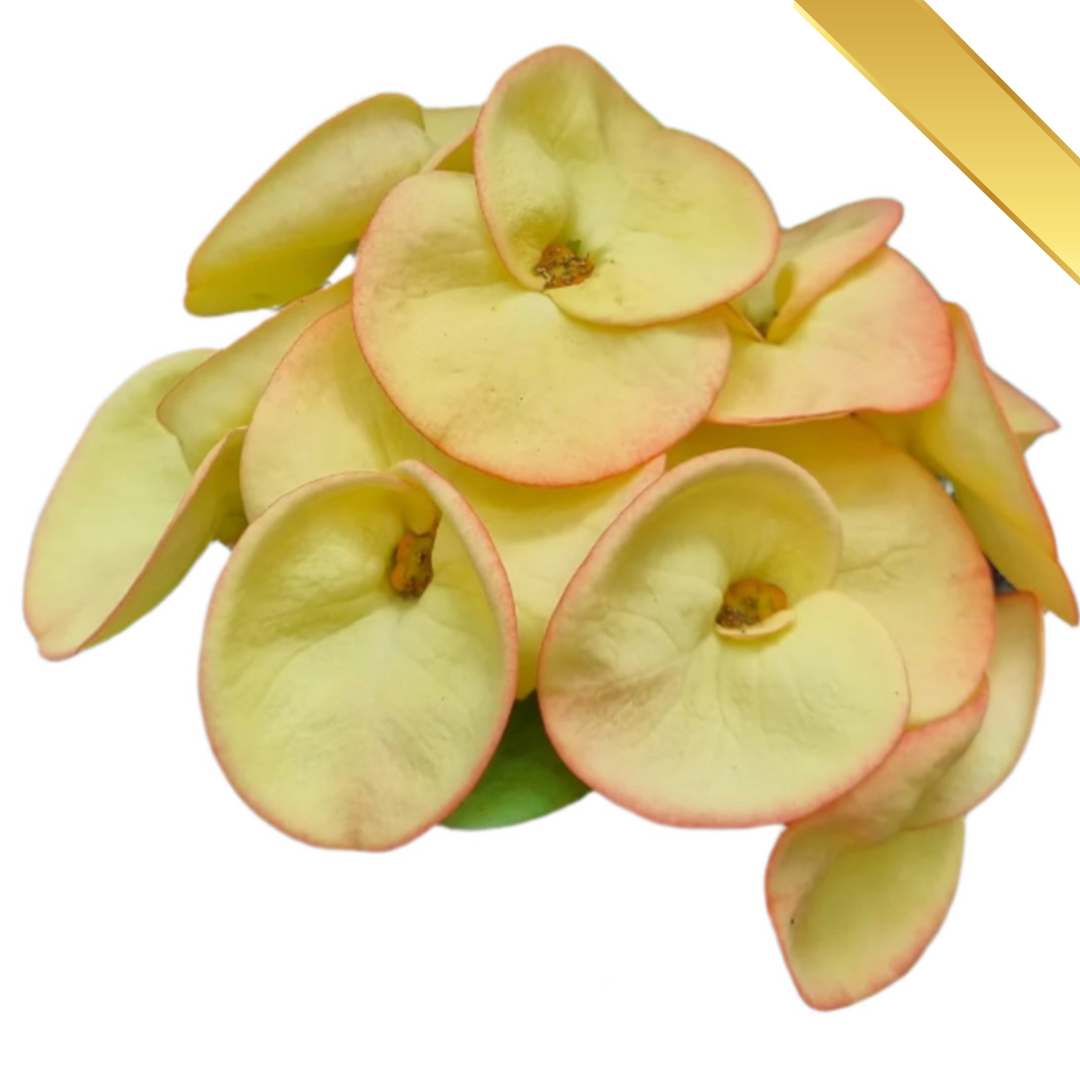 Euphorbia milii - Premium Flowers - Sunrise