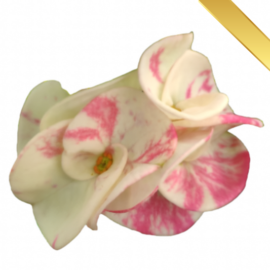 Euphorbia milii - Premium Flowers - ThaweeChoke