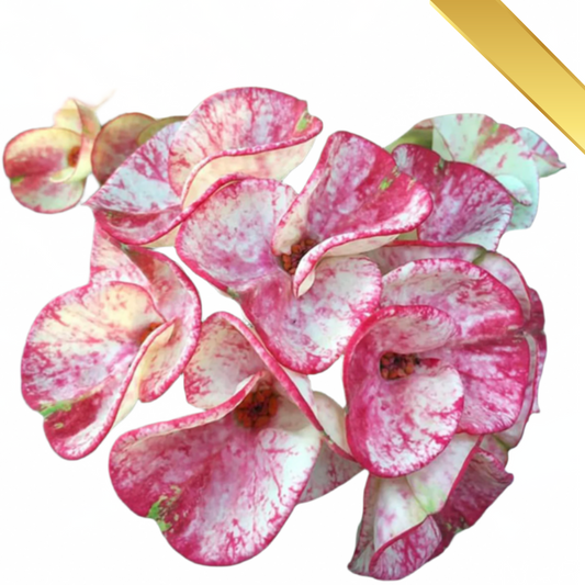 Euphorbia milii - Premium Flowers - DoiTung