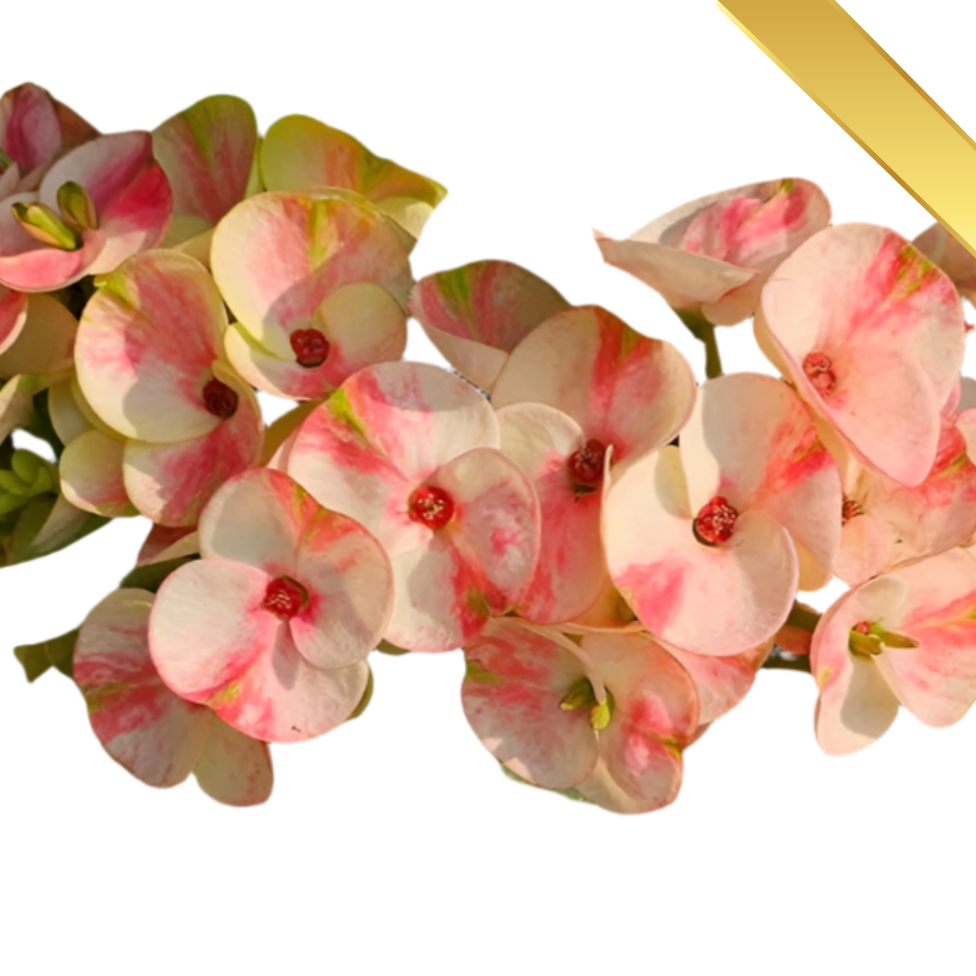 Euphorbia milii - Premium Flowers - Siam Niramit