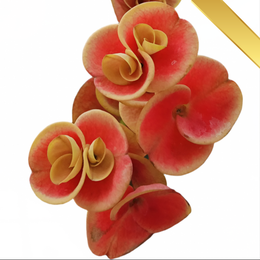 Euphorbia milii - Premium Flowers - Sunday Morning