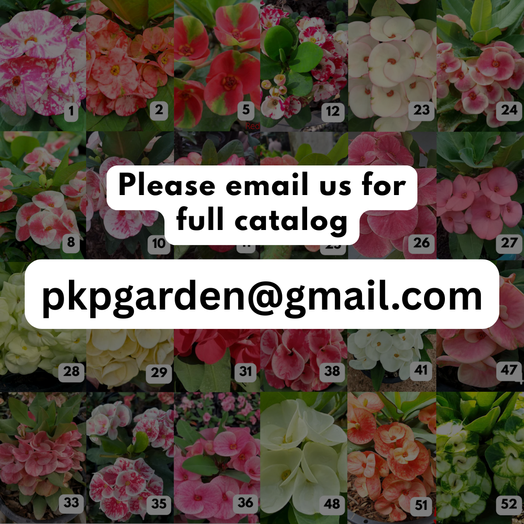 Euphorbia milii catalog