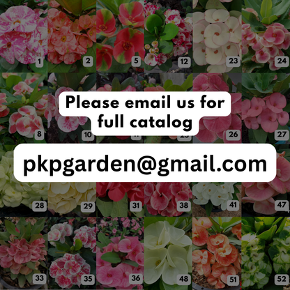 Euphorbia milii catalog