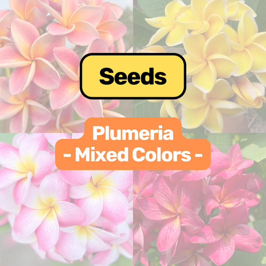 Plumeria 'Frangipani' Seeds – Mixed 40 Varieties Collection