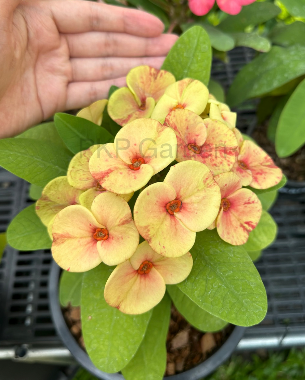 Som Cheng Crown of Thorns | Thai hybrid Corona de Cristo