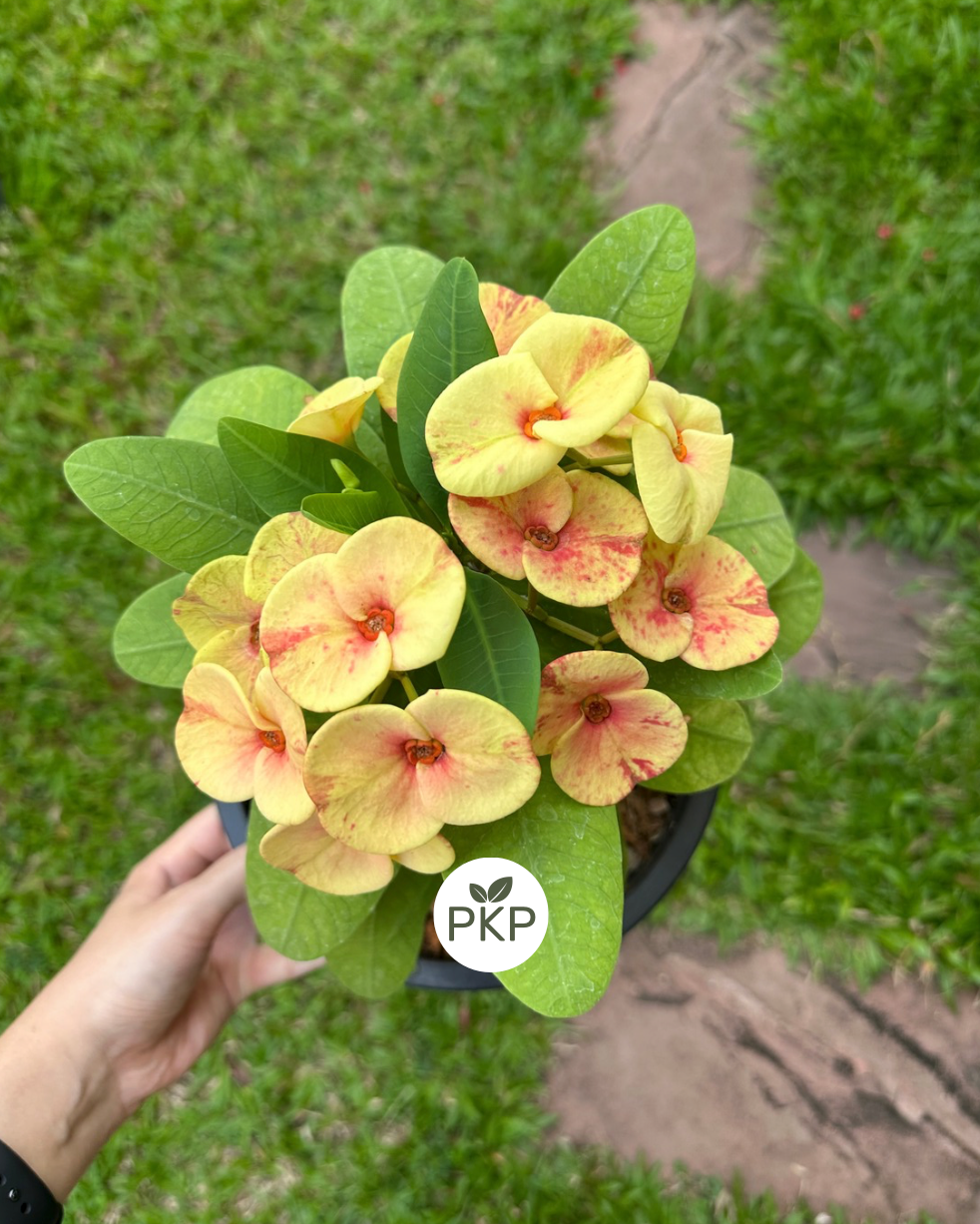 Som Cheng Crown of Thorns