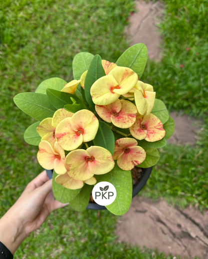 Som Cheng Crown of Thorns