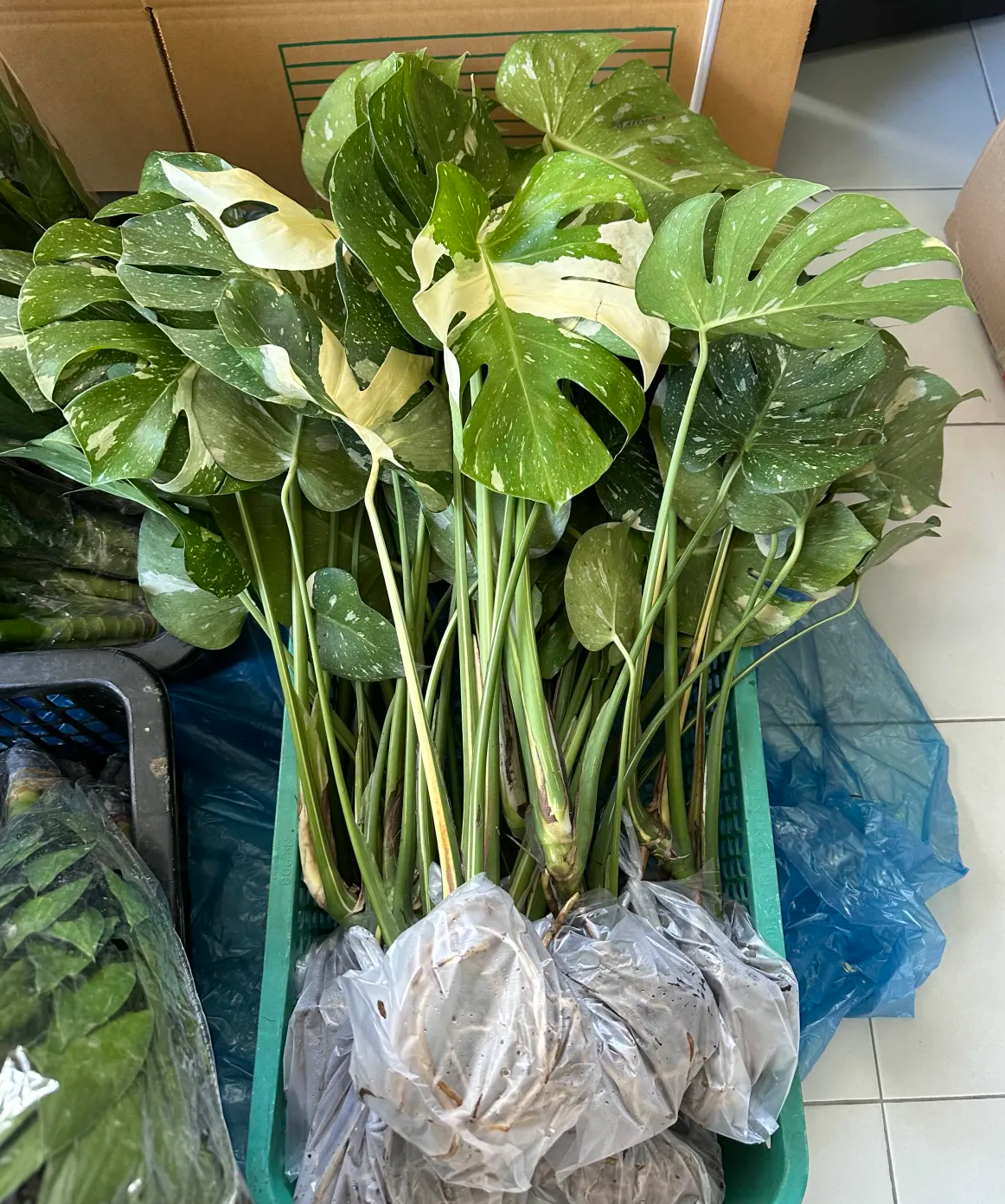 Thai Constellation Monstera showing white and cream variegation