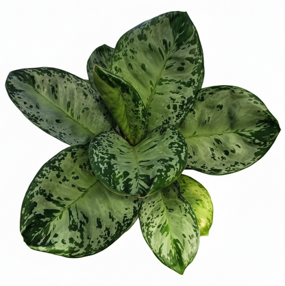 Top view of Aglaonema Woody showing full green foliage with dark markings.