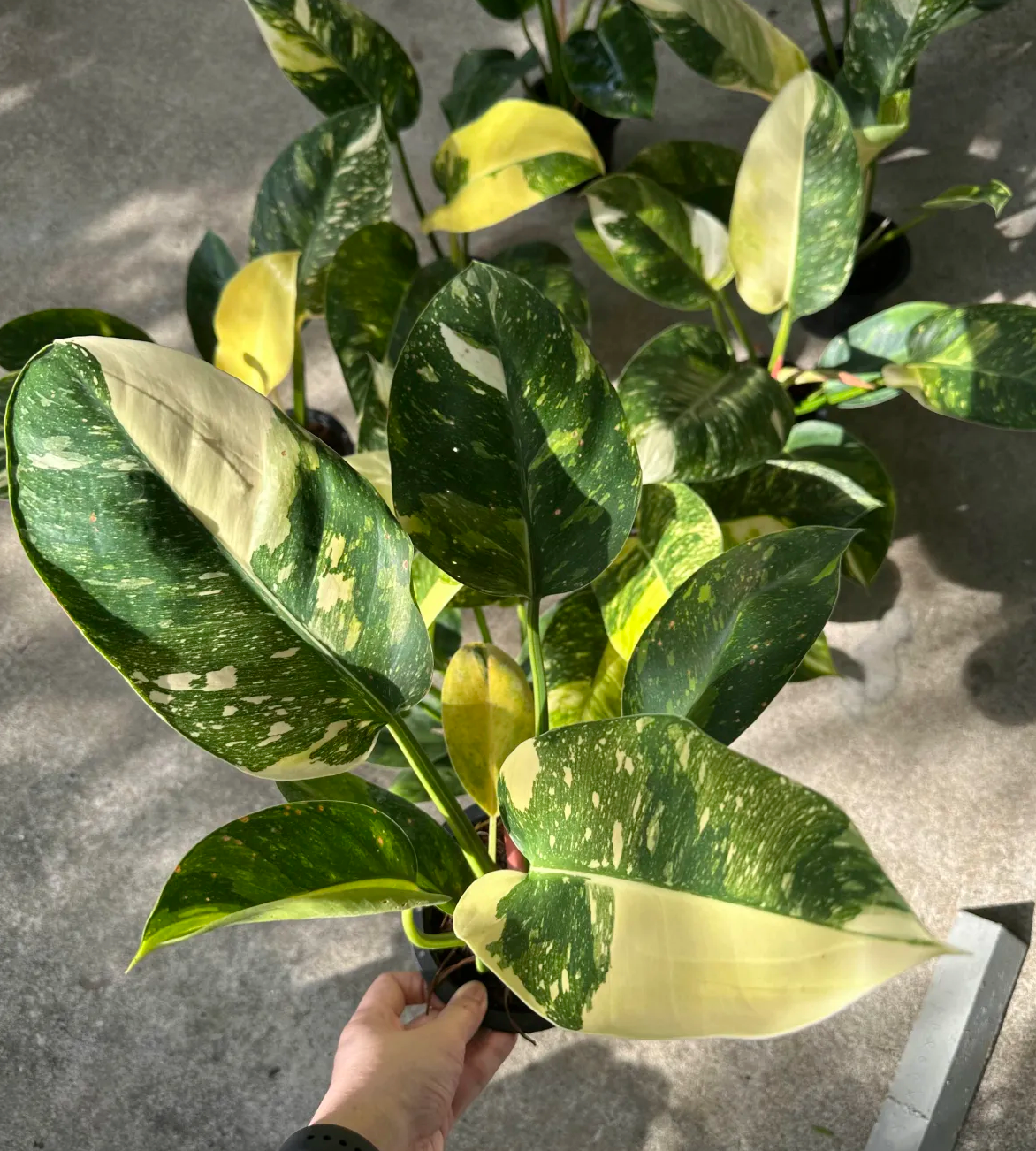 Variegated Green Congo Hybrid Philodendron bulk plants for nurseries