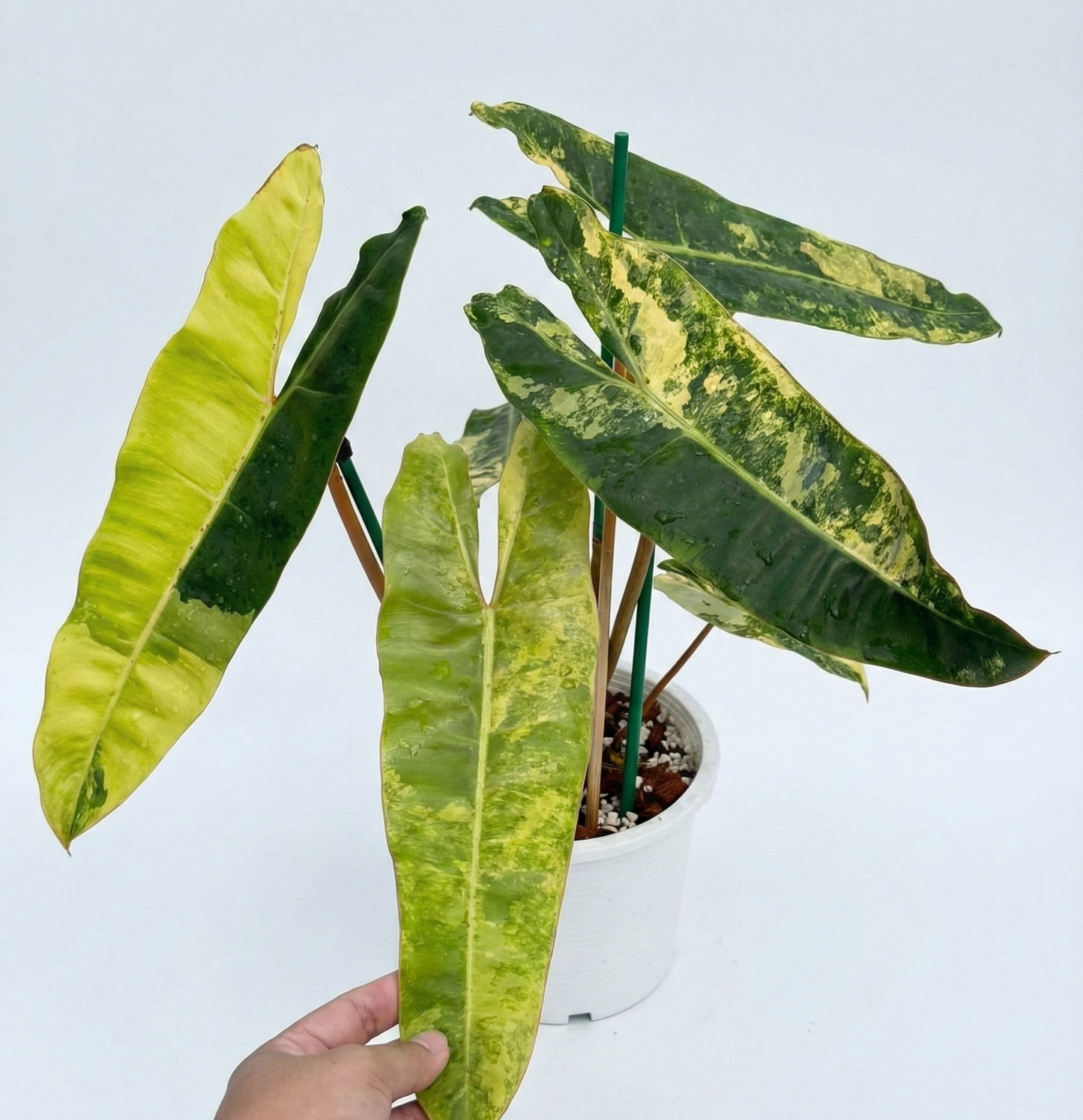 Variegated Philodendron Billietiae grown in Thai nursery