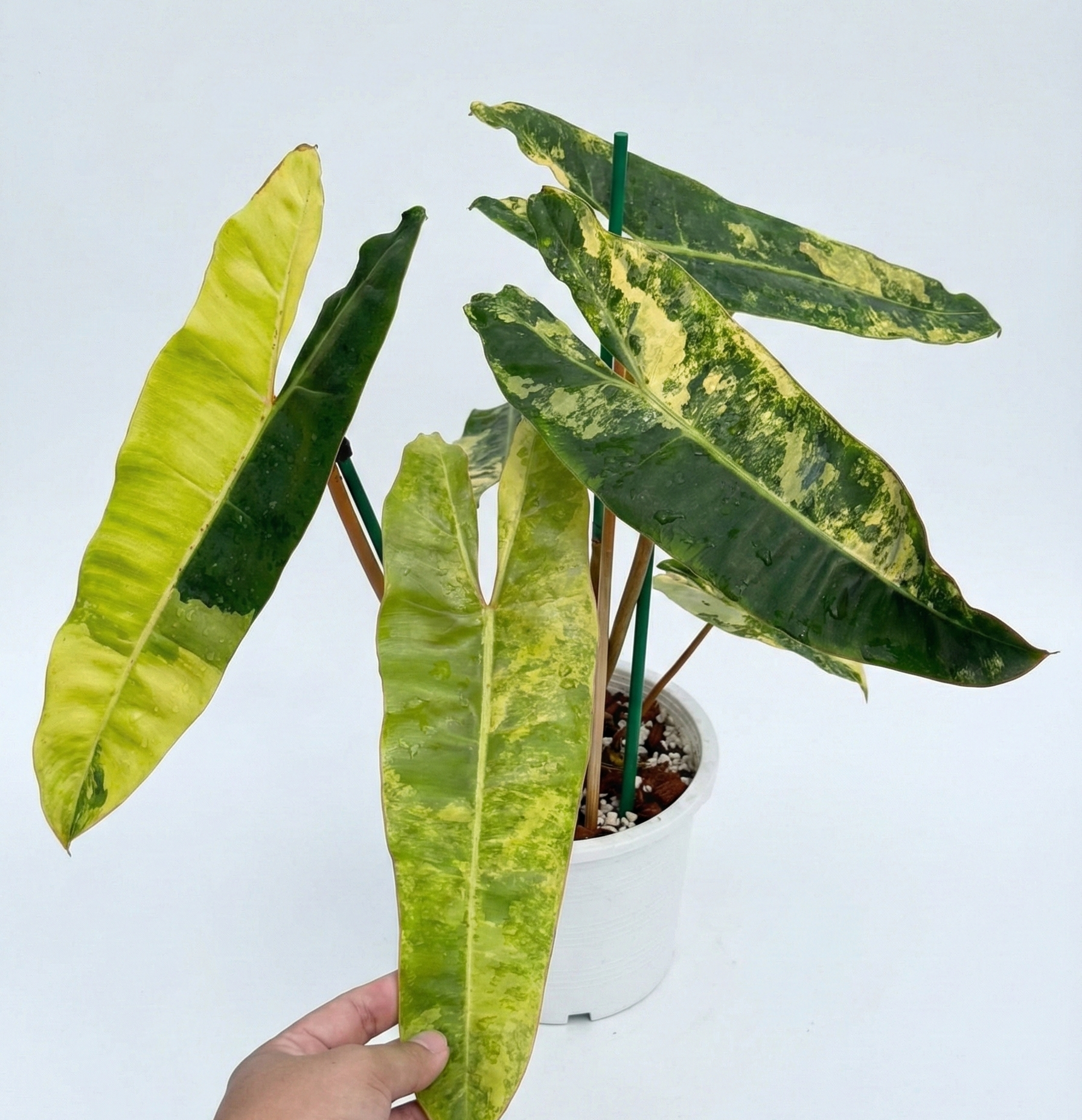 Variegated Philodendron Billietiae grown in Thai nursery