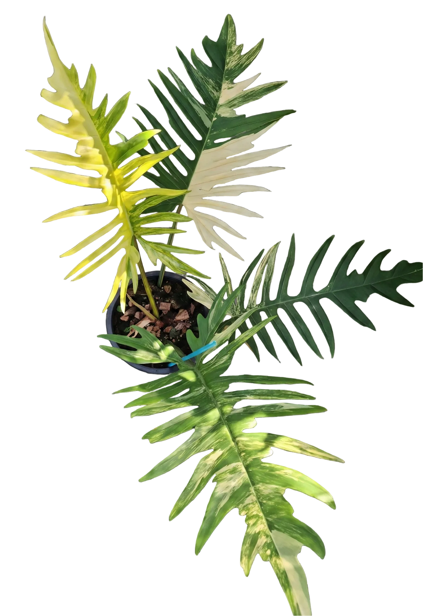 Variegated Philodendron Florida Beauty Tortum hybrid