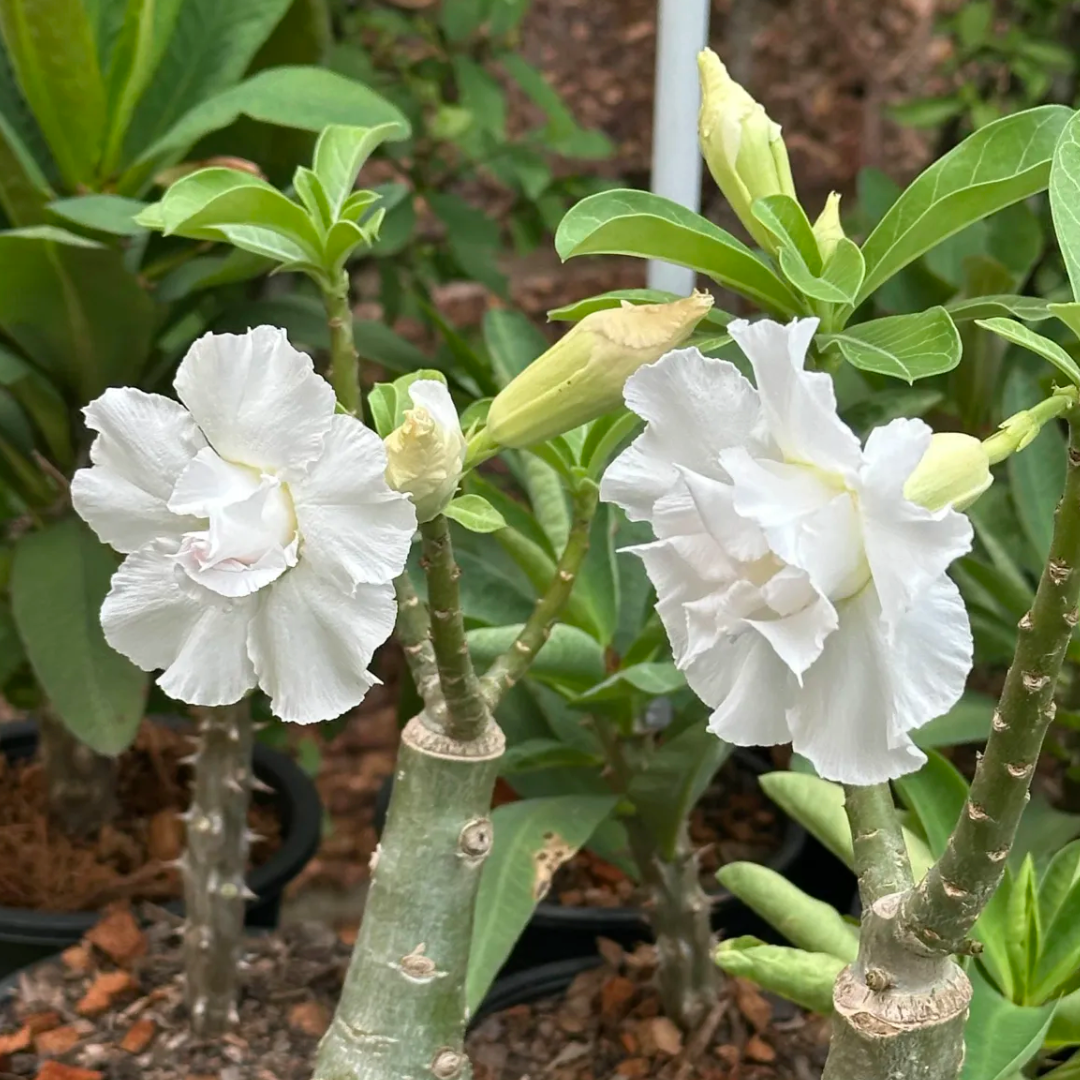 White adenium flowers blooming on healthy grafted plant