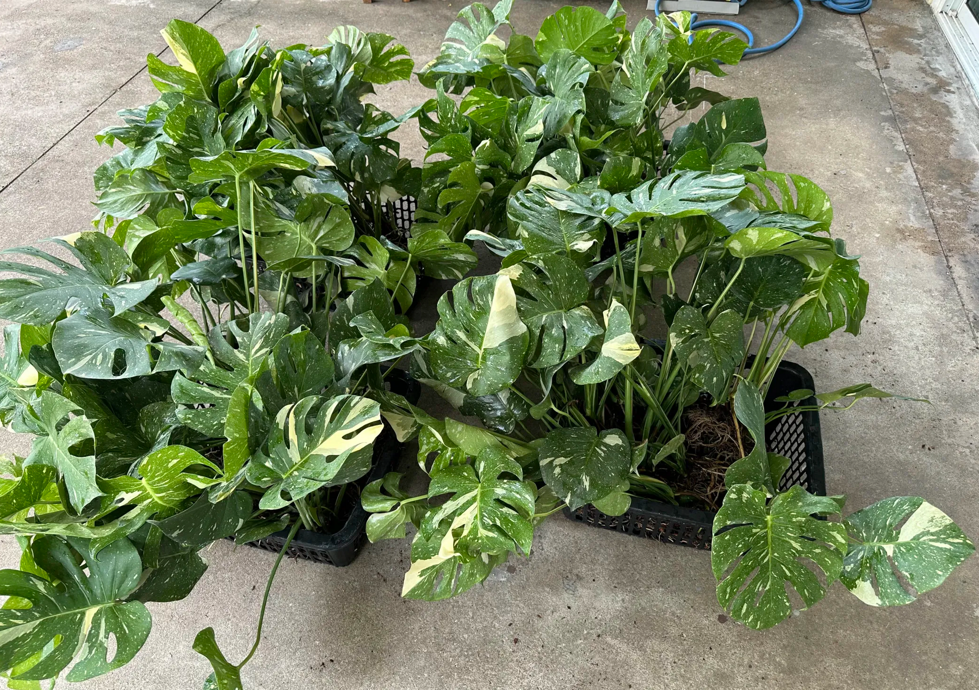 Wholesale Monstera Thai Constellation 10-plant set ready for shipping