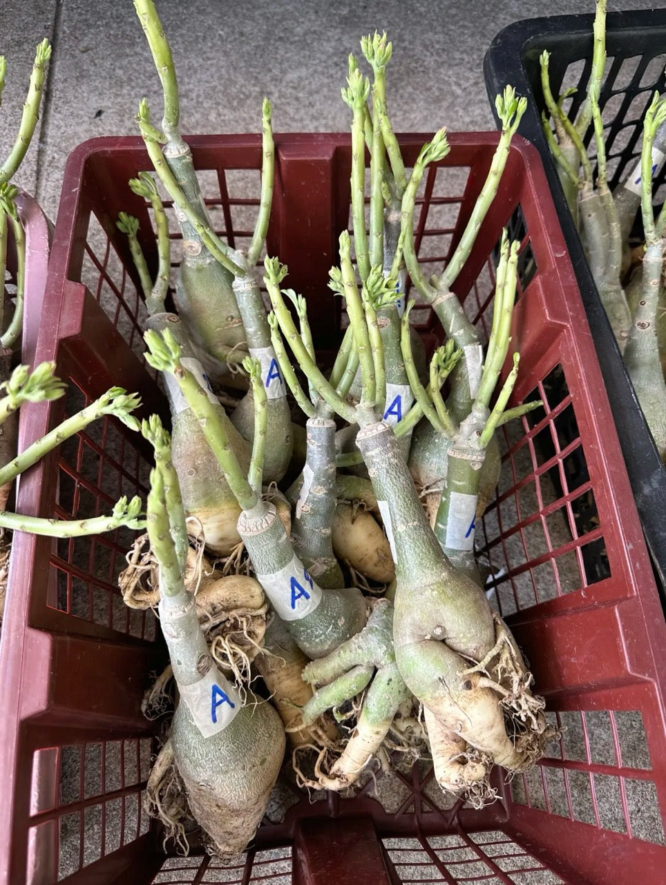 Wholesale adenium plants tied and sorted before packing