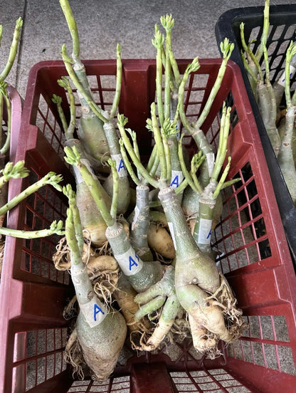 Wholesale adenium plants tied and sorted before packing