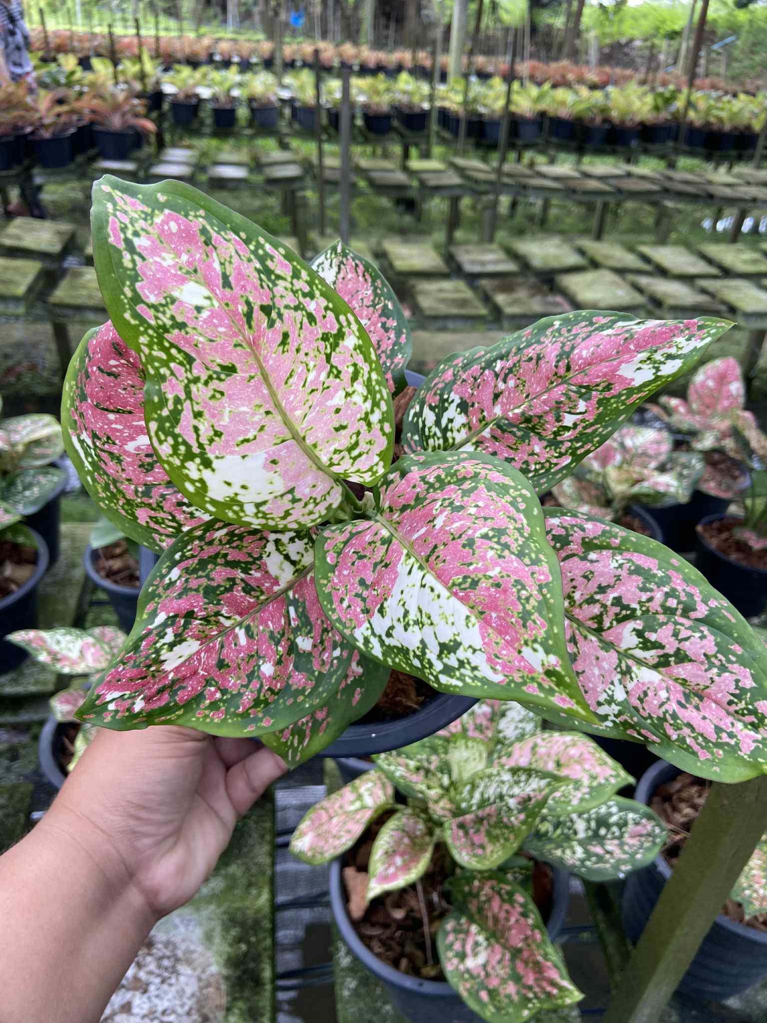 aglaonema anyamanee pets Aglaonema Tricolor anyamanee