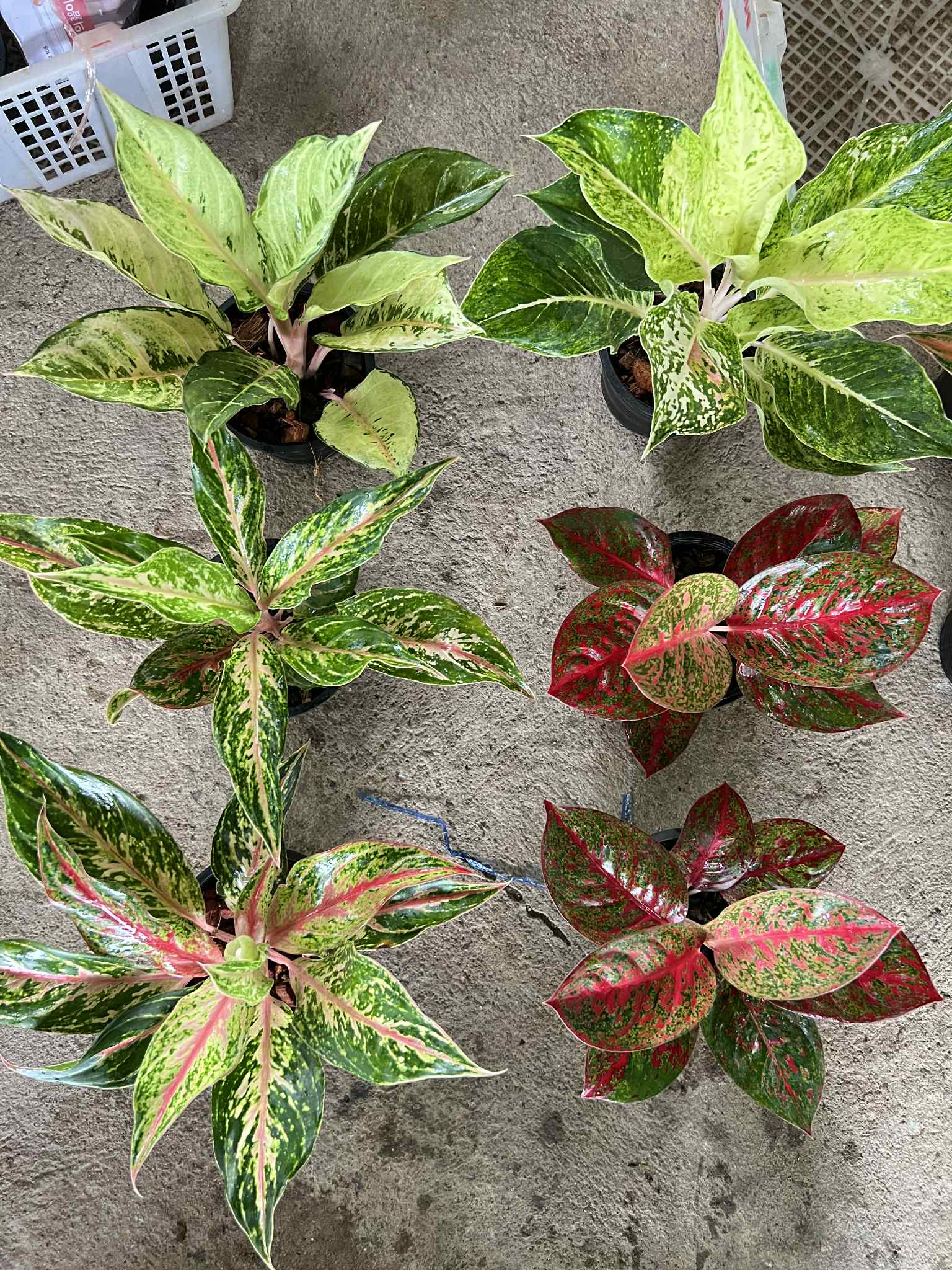 Aglaonema nursery 