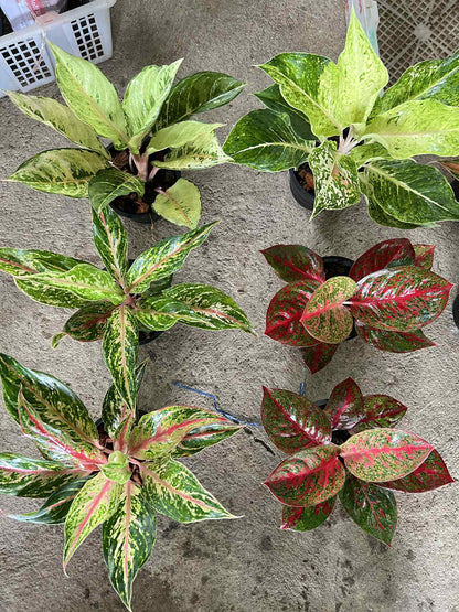 Aglaonema nursery 