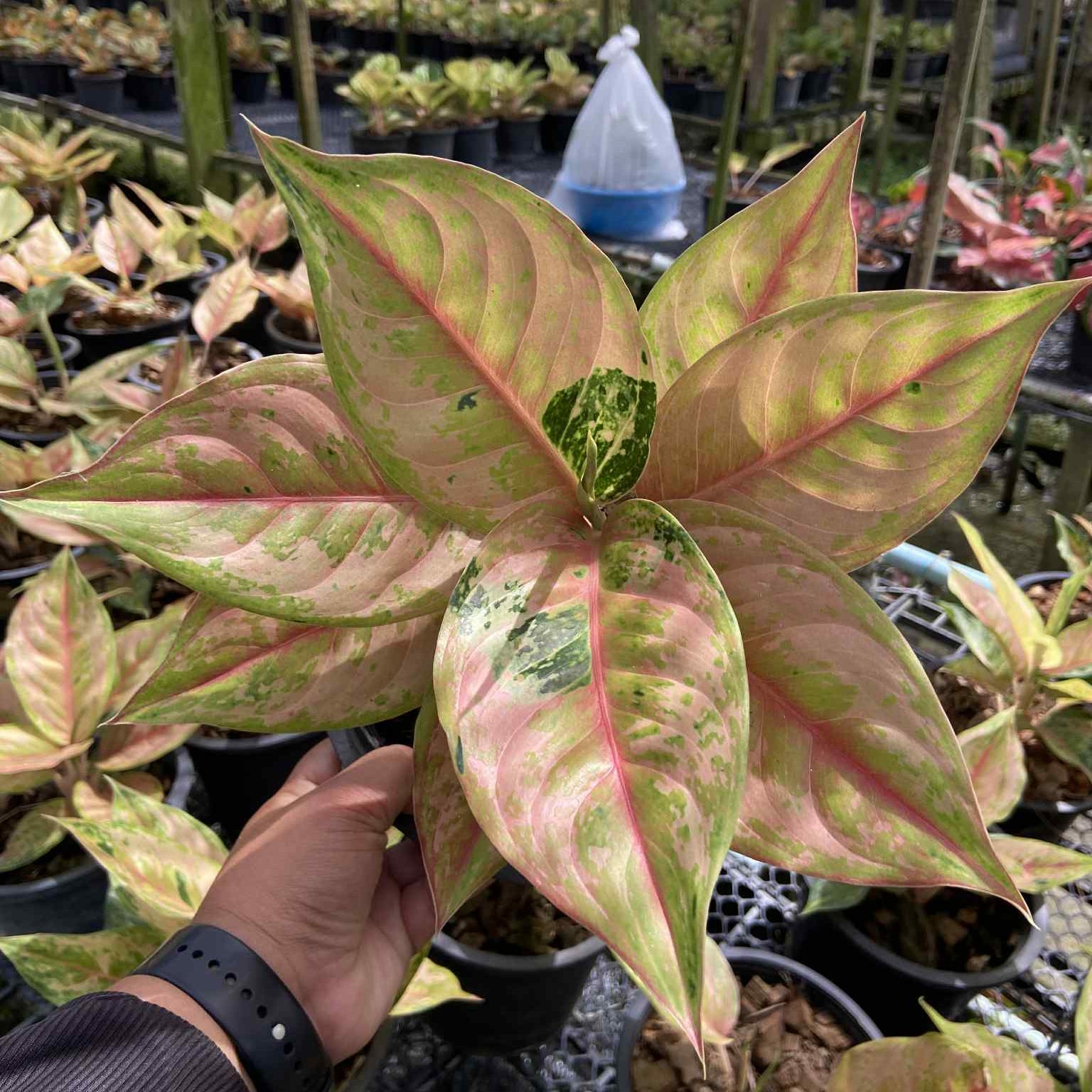 Aglaonema Diamond Sparkle