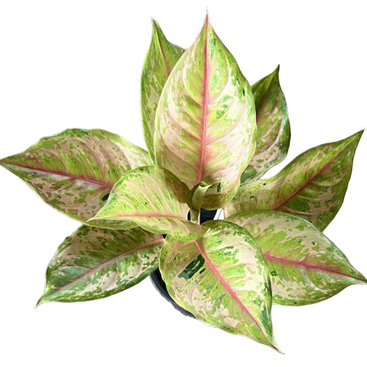 Aglaonema Diamond Sparkle