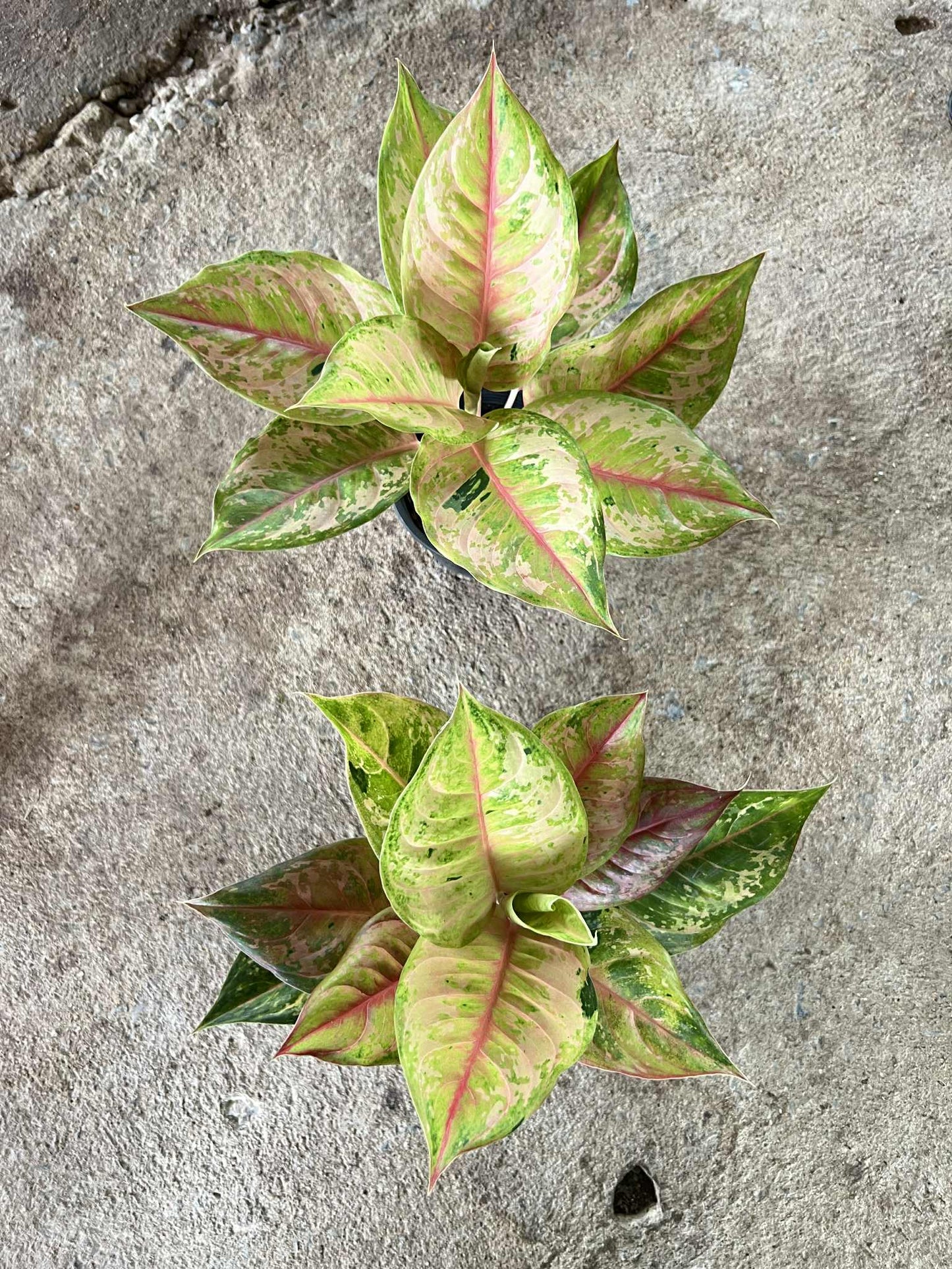 Aglaonema Diamond Sparkle