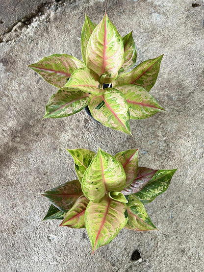 Aglaonema Diamond Sparkle