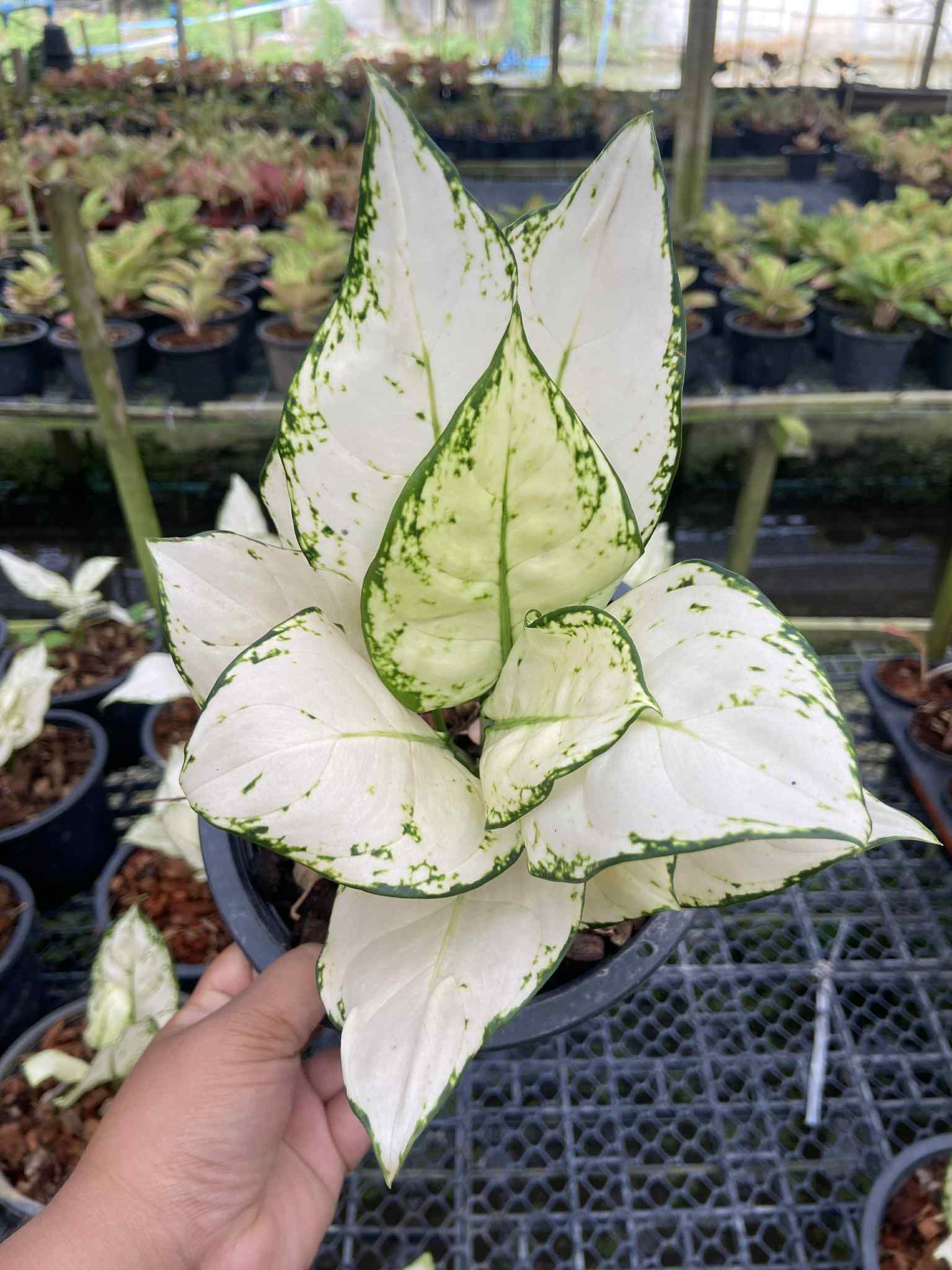 aglaonema super white plant Aglaonema 'Super White'