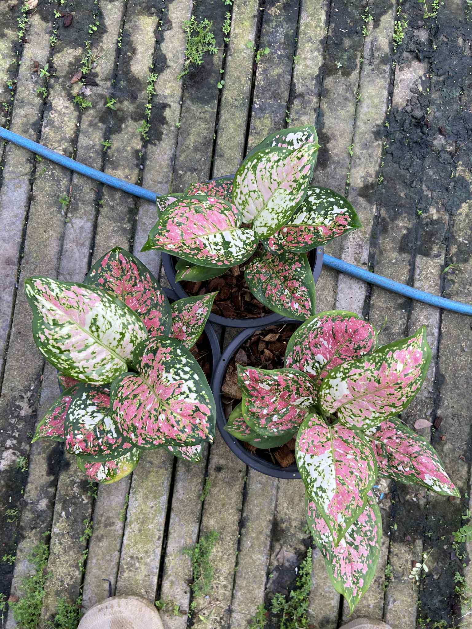 tricolor aglaonema Aglaonema Tricolor anyamanee