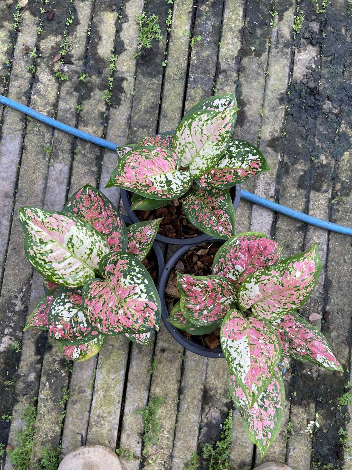 Aglaonema Anyamanee Tricolor