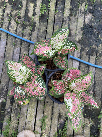 Aglaonema Anyamanee Tricolor