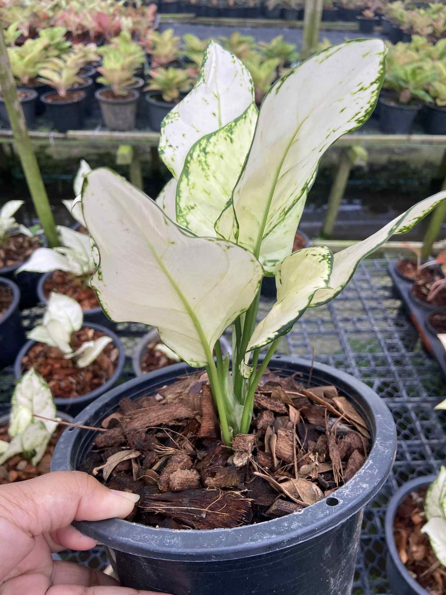 aglaonema super white for sale Aglaonema 'Super White'