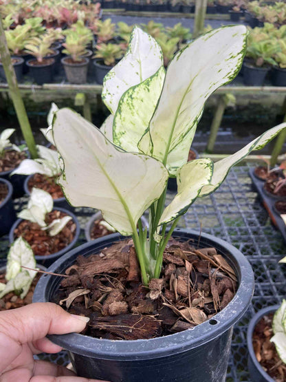 Aglaonema Super White