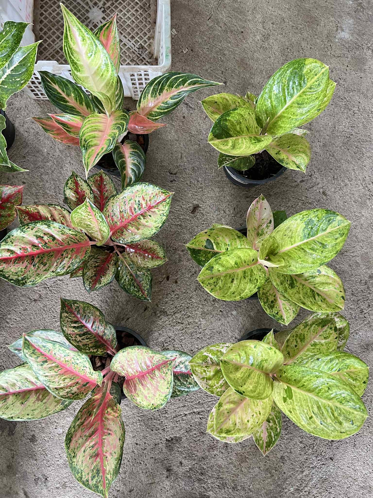 Aglaonema garden