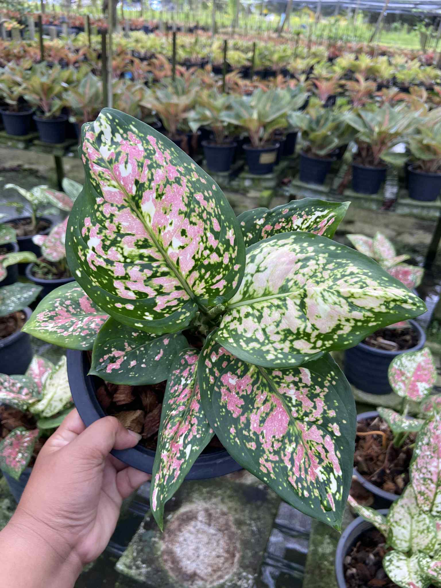 aglaonema compacta Aglaonema Tricolor anyamanee